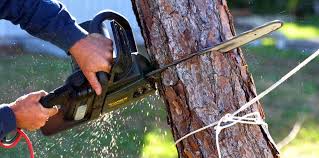 Parkland, WA  Tree Services Company