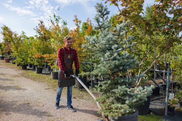 Why Choose Our Tree Removal Services in Parkland, WA?